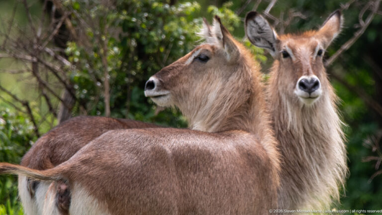 Two hornless female waterbuck standing close together beside leafy shrubs, one looking sideways and the nearer animal facing forward.