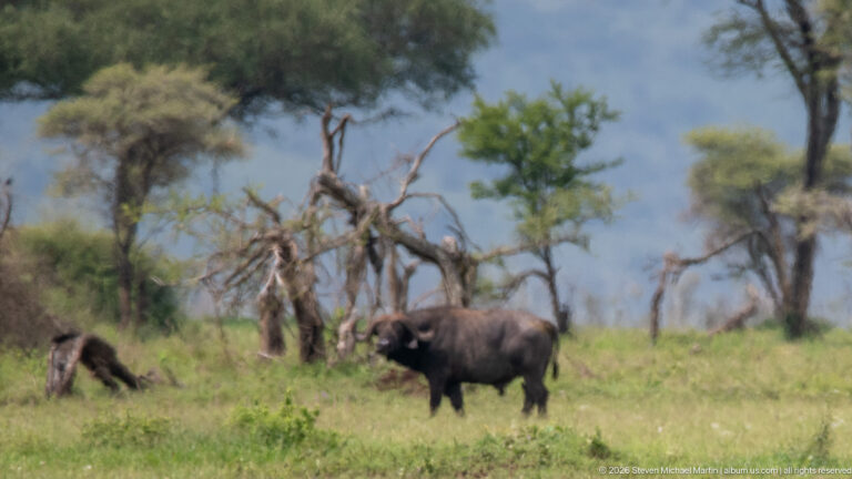 African buffalo standing in green grass among scattered live and dead trees, with dark body and heavy curved horns.