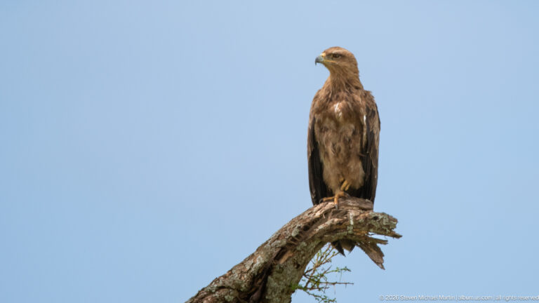 Tawny eagle perched upright on the broken top of a dead tree against clear blue sky.