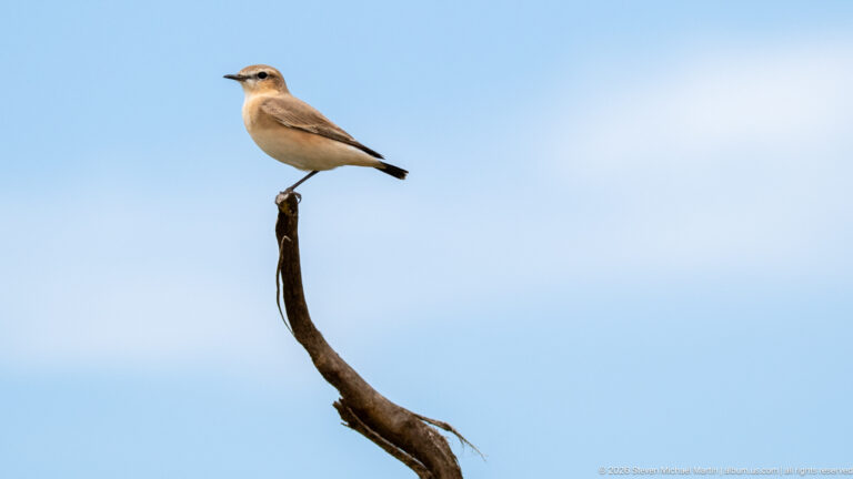 Capped wheatear perched at the tip of a tall curved dead branch against a pale blue sky.