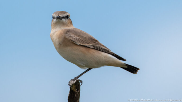 Capped wheatear perched on a short dead snag against blue sky, showing buff plumage, dark eye-mask and pale crown.