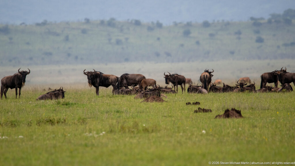 Herd of blue wildebeest scattered across green Serengeti grassland, with some standing and others resting beneath a hazy ridge.