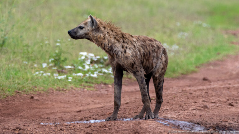 Spotted hyena standing on a wet red-earth track with its body forward and head turned left toward the grassland.