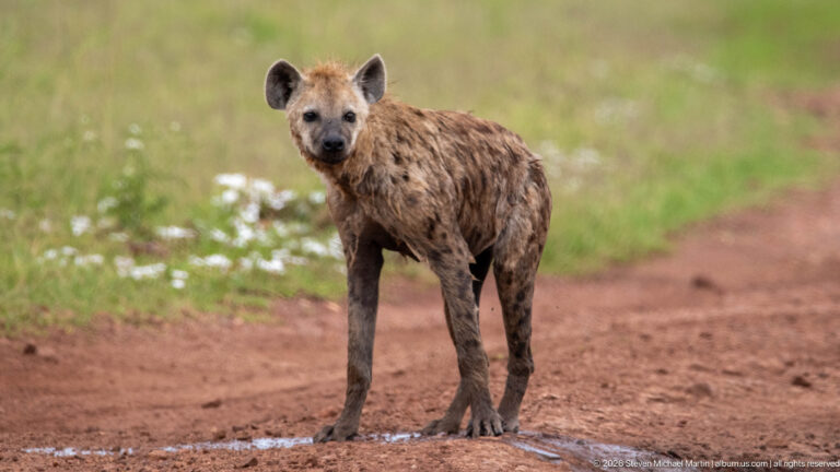 Spotted hyena standing front-on on a red dirt track, surrounded by green grass and small wet patches.