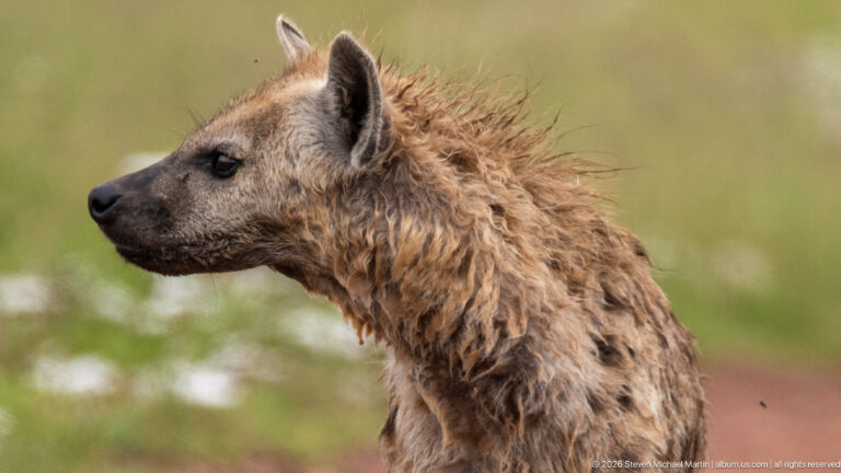 Left-facing profile of a spotted hyena with rounded ear, dark muzzle and coarse raised mane against a blurred green background.