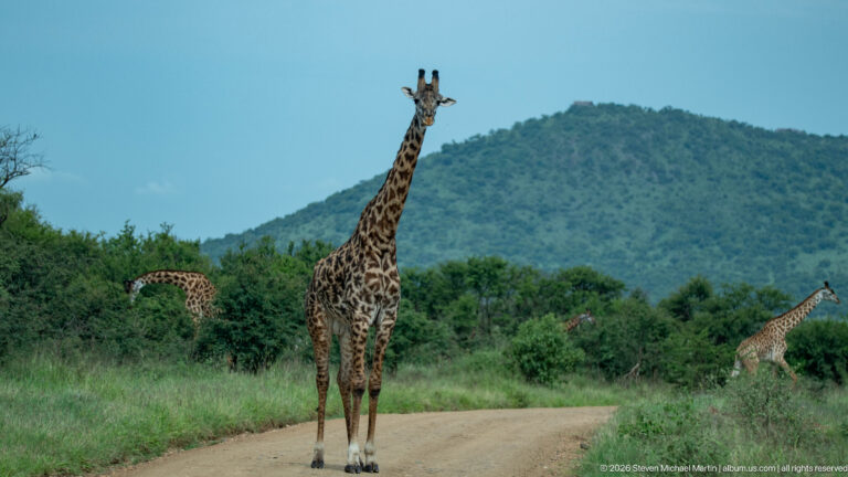Masai giraffe facing the camera on a dirt road, with other giraffes partly hidden in shrubs and a wooded hill behind.
