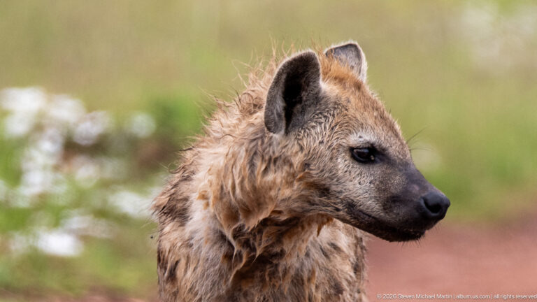 Close right-facing profile of a spotted hyena with rounded ear, dark eye, black muzzle and shaggy tawny neck fur.