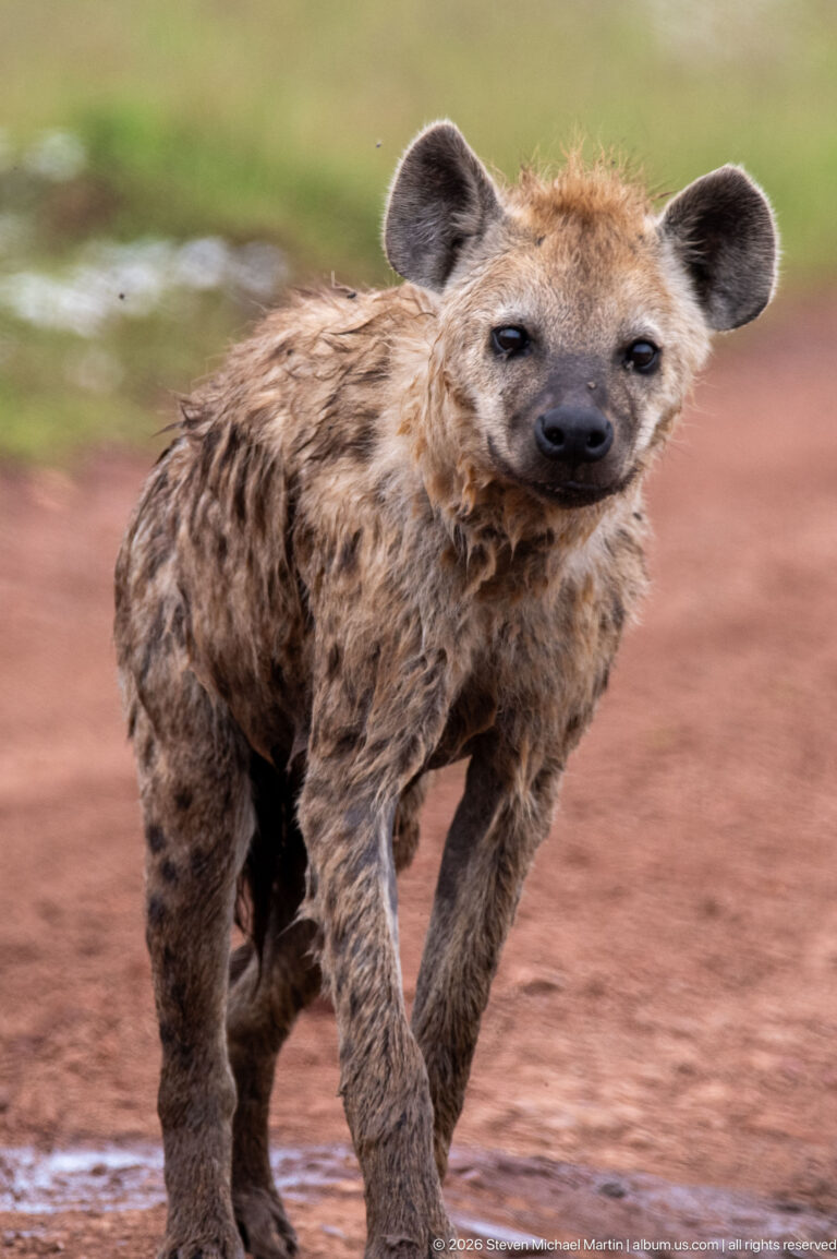 Spotted hyena approaching across a wet red-earth track, facing the camera with broad muzzle, rounded ears and damp spotted coat.
