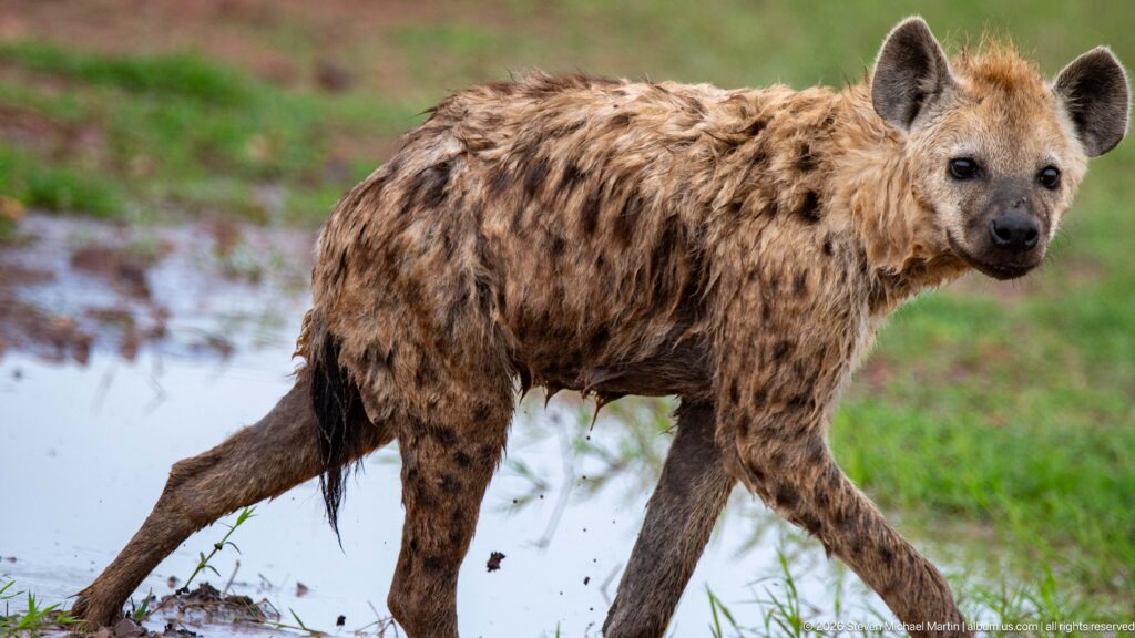 Spotted hyena stepping through shallow water beside green grass, with one hind leg extended and its face turned toward the camera.