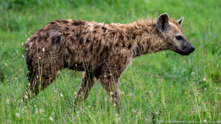 Spotted hyena walking right through green grass, with head extended forward, spotted coat and sloping back in profile.