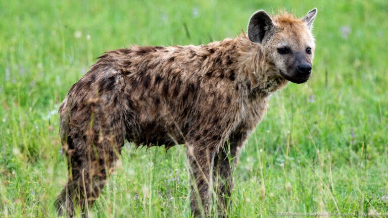 Spotted hyena standing broadside in green grass, showing a spotted coat, heavy forequarters and distinctly sloping back.