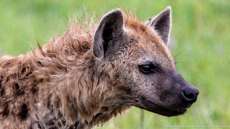Close profile of a spotted hyena with rounded ears, dark muzzle, coarse tawny fur and a raised shaggy mane.