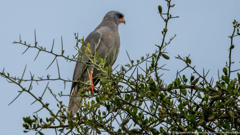 Gray dark chanting goshawk perched high on a thorny shrub against blue sky, with long reddish legs visible.