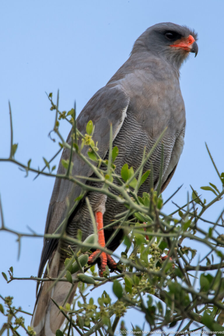 Dark chanting goshawk perched among thorny branches, showing gray plumage, barred underparts and orange-red cere and legs.