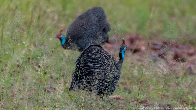 Two helmeted guineafowl in low grass, showing rounded white-spotted bodies and bright blue and red bare heads.