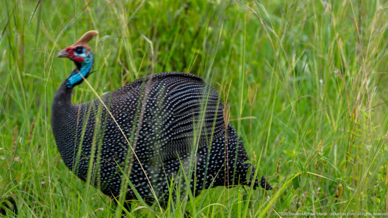 Helmeted guineafowl standing in tall green grass, with white-spotted dark plumage, blue bare neck, red wattles and casque.