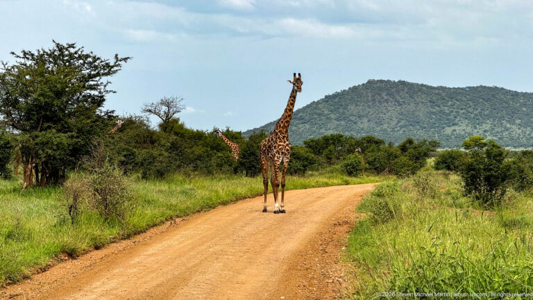 Masai giraffe standing in the middle of a curving dirt road with dense green shrubs and a wooded hill beyond.
