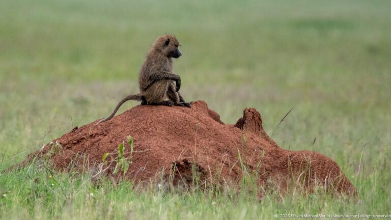 Olive baboon sitting upright on a red termite mound in open grassland, its long tail trailing across the mound.