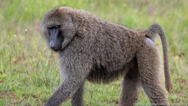 Adult olive baboon walking across short grass in profile, with grizzled coat, long dark muzzle and arched tail.
