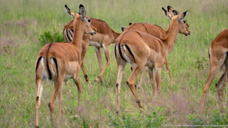 Several female impalas walking away through grass, their white rump patches and black vertical hindquarter stripes clearly visible.