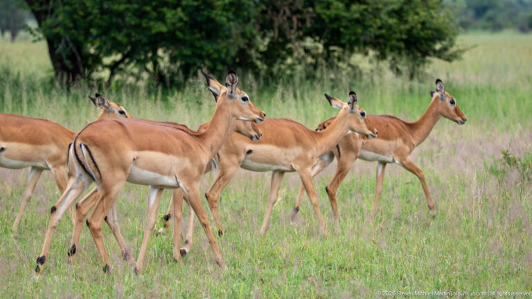Group of hornless impalas walking through green grass, showing reddish coats, pale bellies and black rump markings.