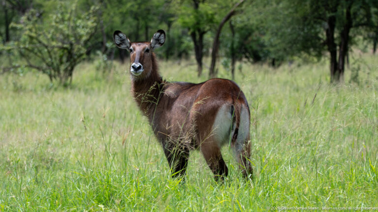 Female waterbuck looking back while standing in lush grass, with brown shaggy coat and pale markings around the rump.
