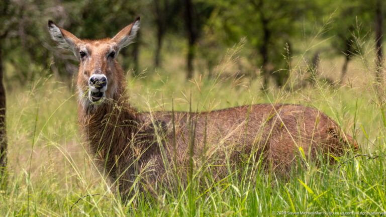 Female waterbuck standing among tall grasses and scattered trees, facing the camera with large ears and a shaggy brown coat.