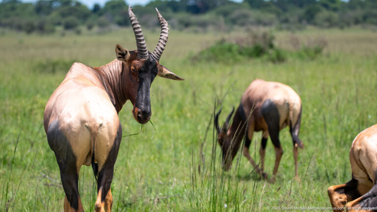 Topi facing the camera in green grass, with ridged curved horns and dark facial markings; other antelope graze behind.