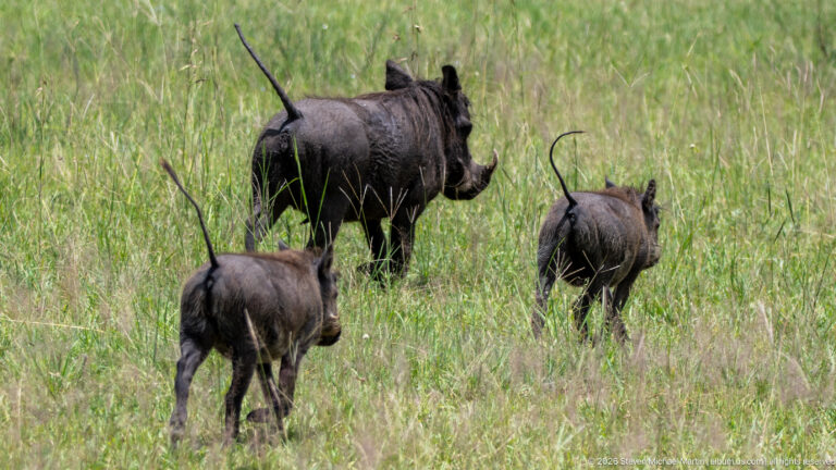 Adult common warthog walking through green grass with two smaller juveniles, all carrying their thin tails upright.