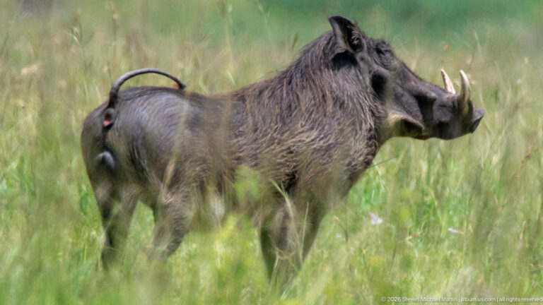 Adult common warthog standing broadside in tall grass, with coarse mane, facial warts, curved tusks and raised tail.