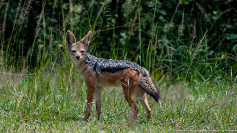 Black-backed jackal standing alert in green grass, showing a dark silver-flecked saddle, rusty flanks and bushy tail.