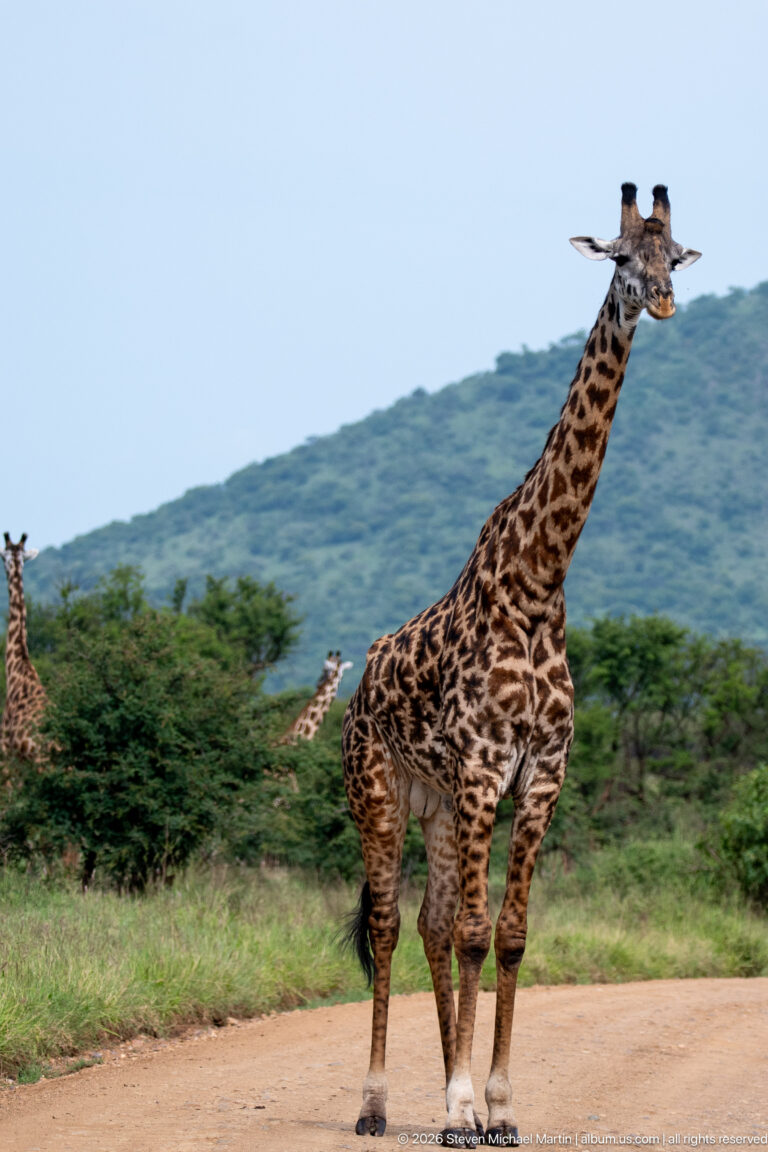 Masai giraffe standing beside a dirt road, with irregular dark coat patches and a wooded hill rising in the background.