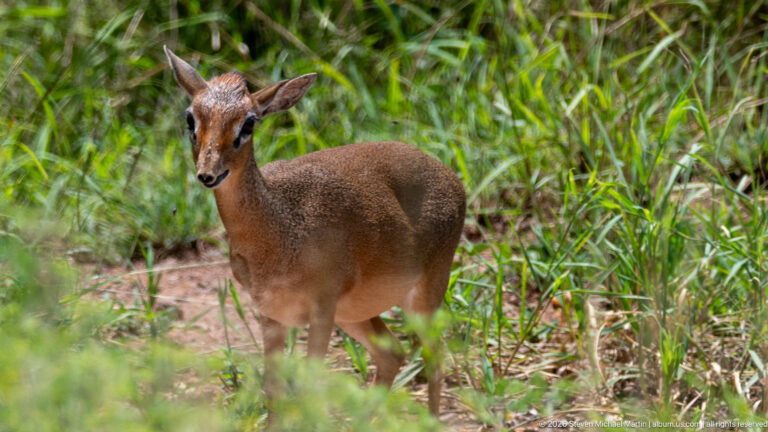 Small dik-dik standing among tall green vegetation, with large ears, slender legs, and an elongated muzzle.