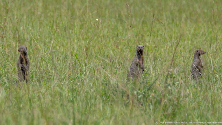Three small mongooses standing upright above tall green grass, with narrow heads visible at different heights.