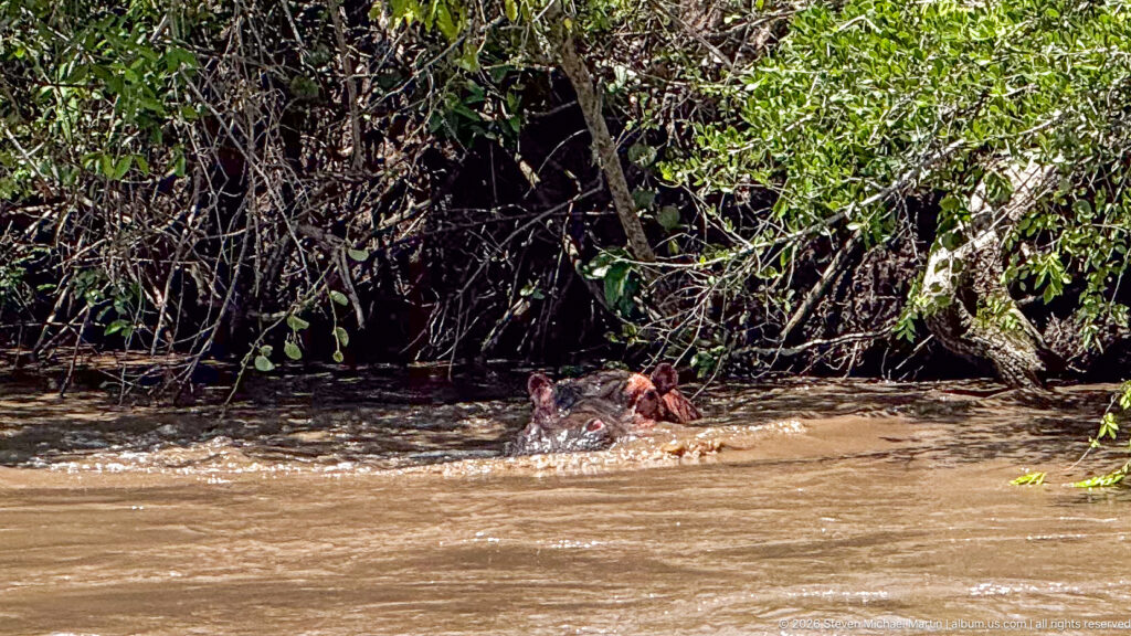 Hippopotamus swimming near a tangled, leafy riverbank with its head and back above muddy brown water.