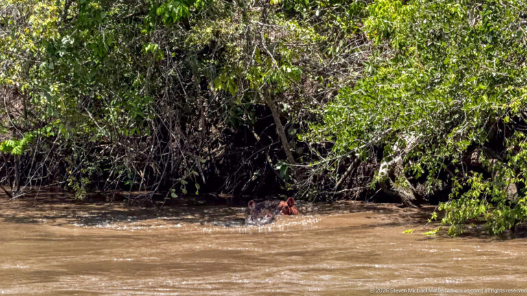 Hippopotamus partly submerged in brown river water beside a densely vegetated, overhanging bank.