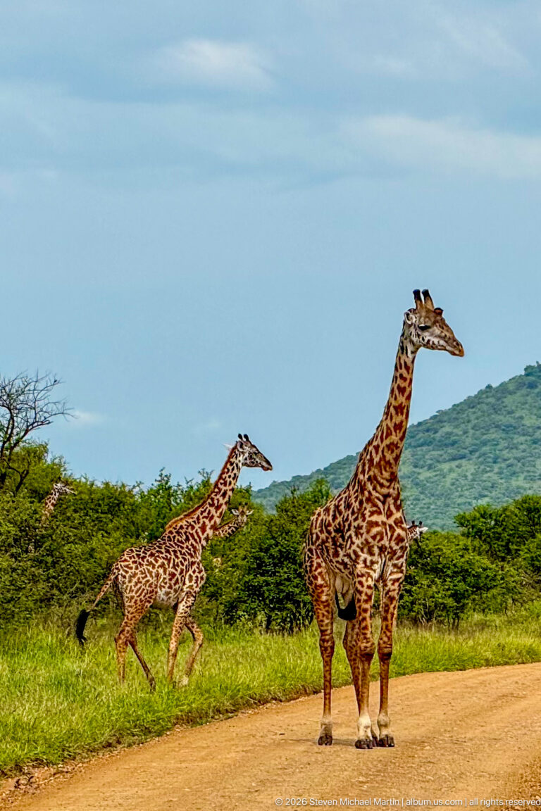 Two Masai giraffes crossing a dirt road, one standing at right while the other strides from green shrubs behind.