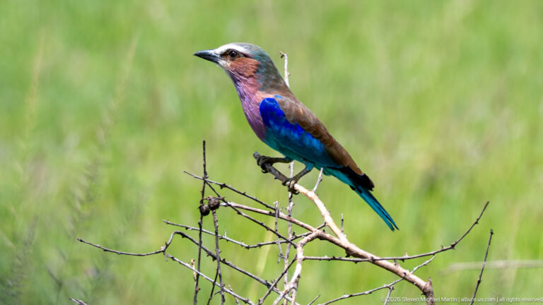 Lilac-breasted roller perched on the tip of a thorny branch above a blurred green grassland.