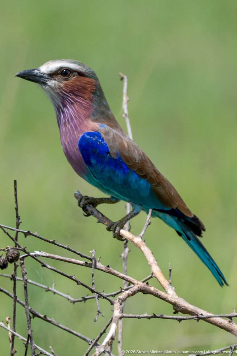 Side view of a lilac-breasted roller perched on thorny branches with violet breast, blue wings, and long turquoise tail.