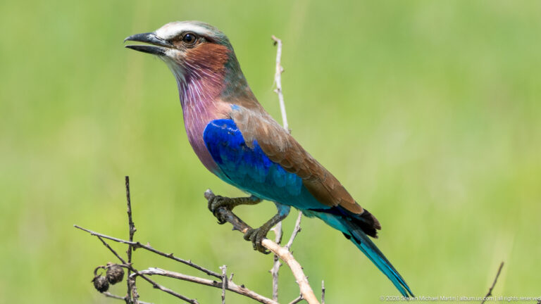Lilac-breasted roller perched upright on a bare twig, showing lilac breast, blue belly and wings, and long tail.