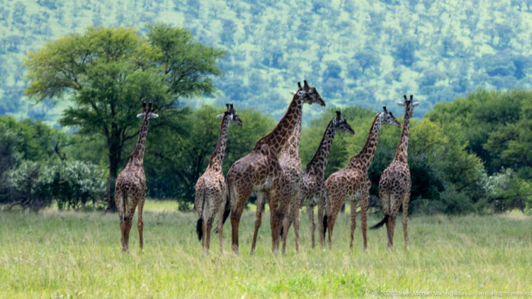 Group of giraffes standing together in green grassland with woodland and a forested slope behind them.