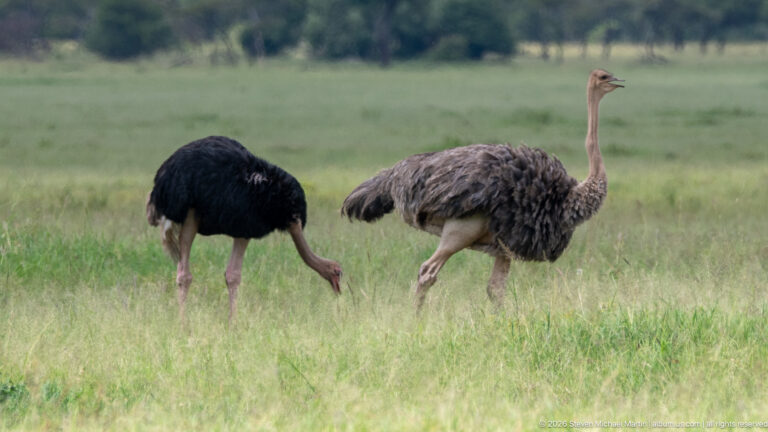 Male ostrich feeding with head down beside an upright gray-brown female in tall green grass.