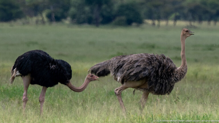 Male and female ostriches facing each other with necks bent down, showing contrasting black and gray-brown plumage.