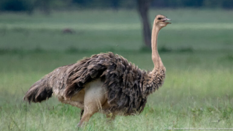 Adult female ostrich walking through grass with gray-brown plumage and a long pale neck and legs.