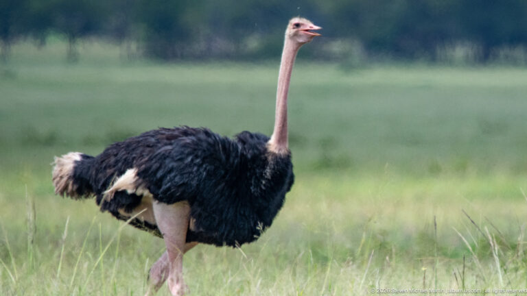 Adult male ostrich standing in grassland with black body, white wing feathers, and long pinkish neck and legs.