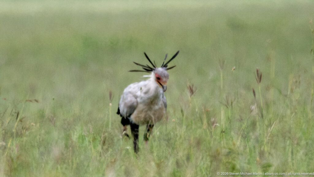 Secretarybird walking toward the camera through tall grass, with orange-red face and black crest feathers prominent.