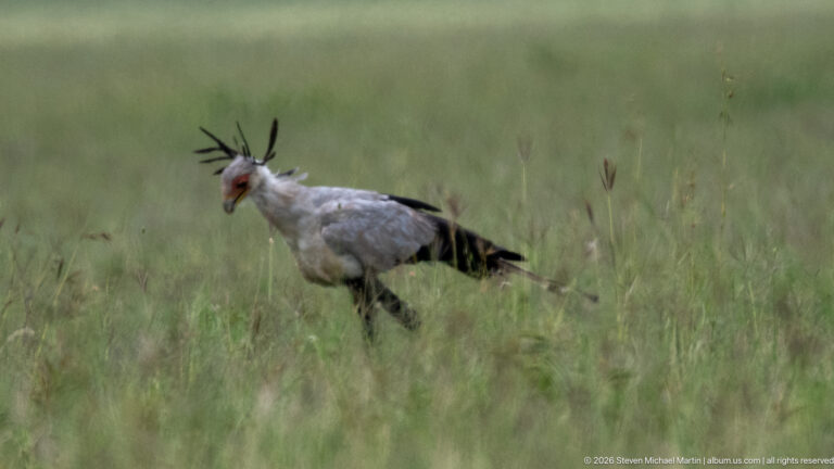 Secretarybird walking through tall grass with head lowered, black crest raised, and long tail trailing behind.