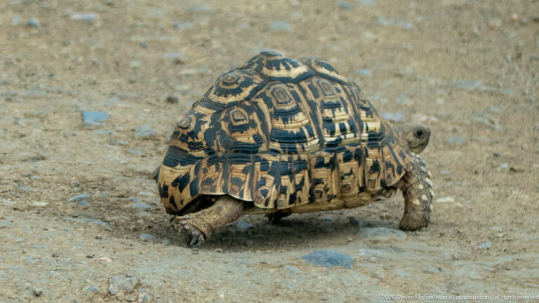 Leopard tortoise walking across compact dirt, seen from the rear with head extended to the right.