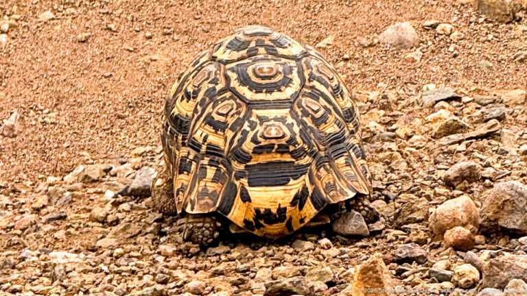 Rear view of a leopard tortoise moving over reddish gravel, with patterned domed shell and hind legs visible.