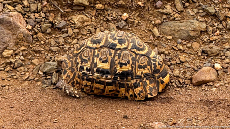 Leopard tortoise on reddish rocky ground, showing a high domed shell with bold yellow-and-dark geometric markings.